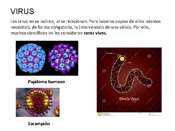 VIRUS Los virus no se nutren, ni se relacionan. Para hacerse copias de ellos VIRUS Los virus no se nutren, ni se relacionan. Para hacerse copias de ellos