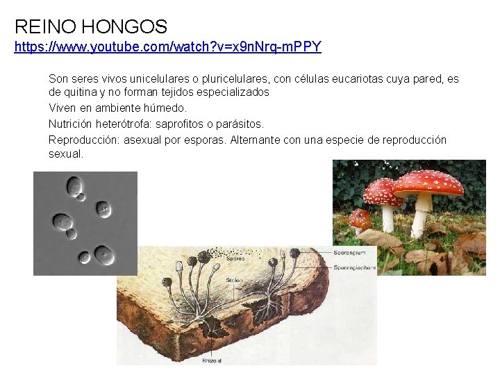 REINO HONGOS https: //www. youtube. com/watch? v=x 9 n. Nrq-m. PPY Son seres vivos