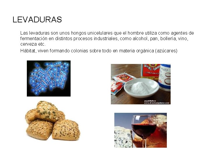 LEVADURAS Las levaduras son unos hongos unicelulares que el hombre utiliza como agentes de LEVADURAS Las levaduras son unos hongos unicelulares que el hombre utiliza como agentes de