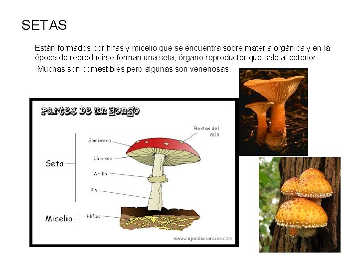 SETAS Están formados por hifas y micelio que se encuentra sobre materia orgánica y