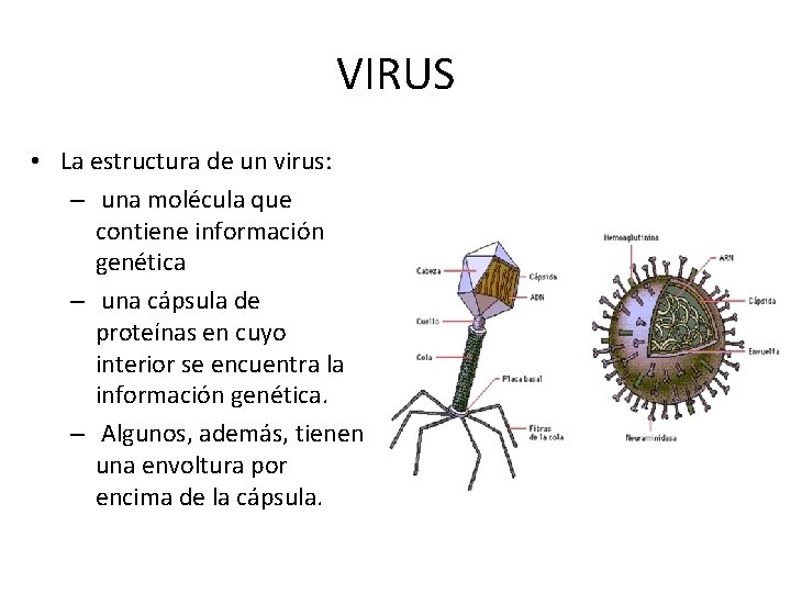 VIRUS • La estructura de un virus: – una molécula que contiene información genética VIRUS • La estructura de un virus: – una molécula que contiene información genética