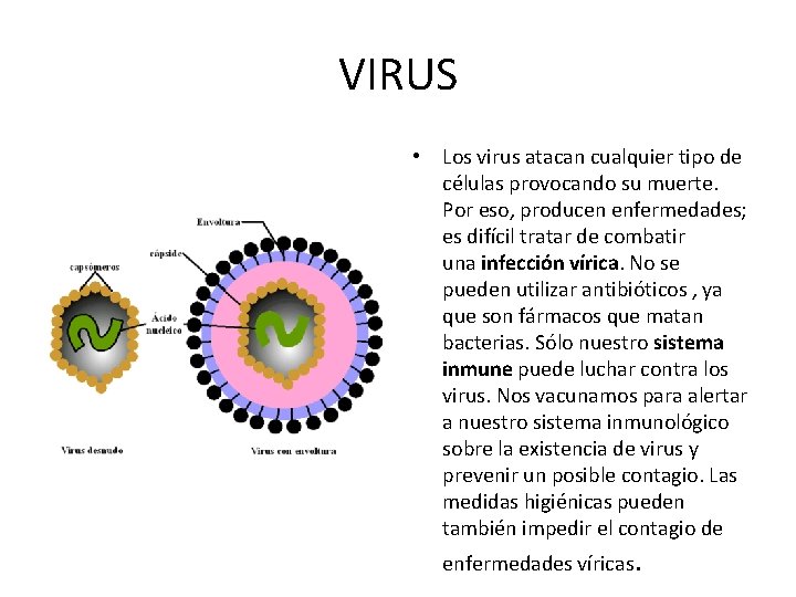 VIRUS • Los virus atacan cualquier tipo de células provocando su muerte. Por eso, VIRUS • Los virus atacan cualquier tipo de células provocando su muerte. Por eso,