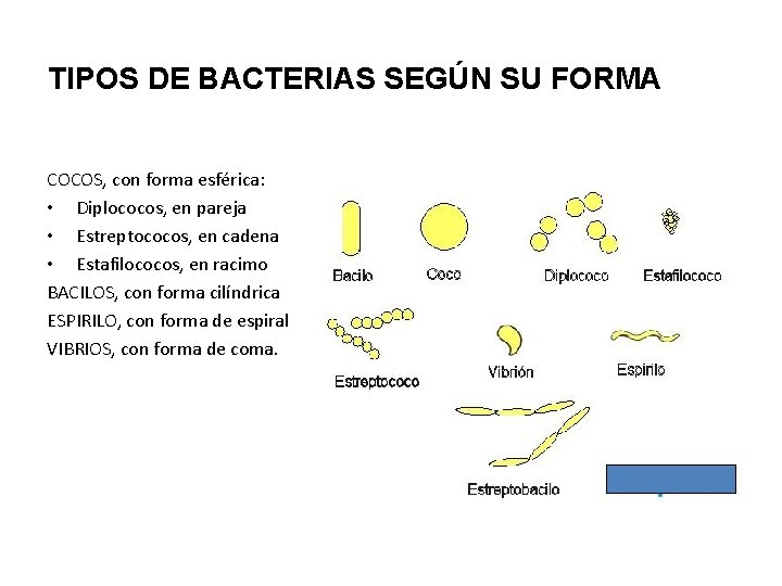 TIPOS DE BACTERIAS SEGÚN SU FORMA COCOS, con forma esférica: • Diplococos, en pareja