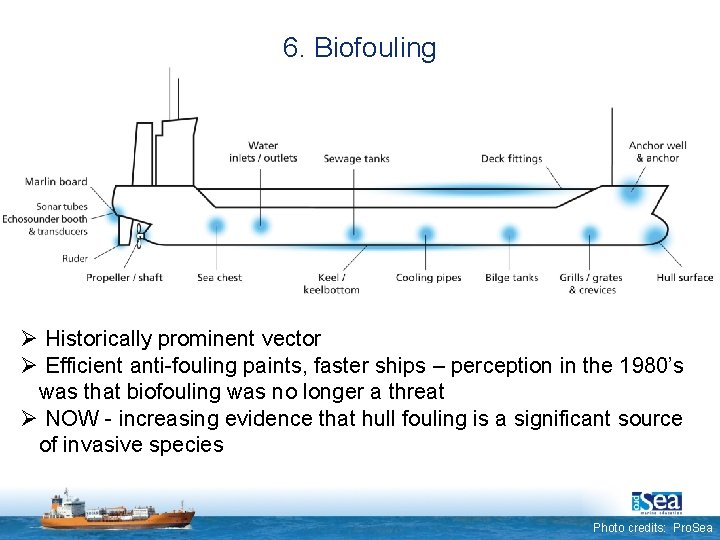 6. Biofouling Ø Historically prominent vector Ø Efficient anti-fouling paints, faster ships – perception
