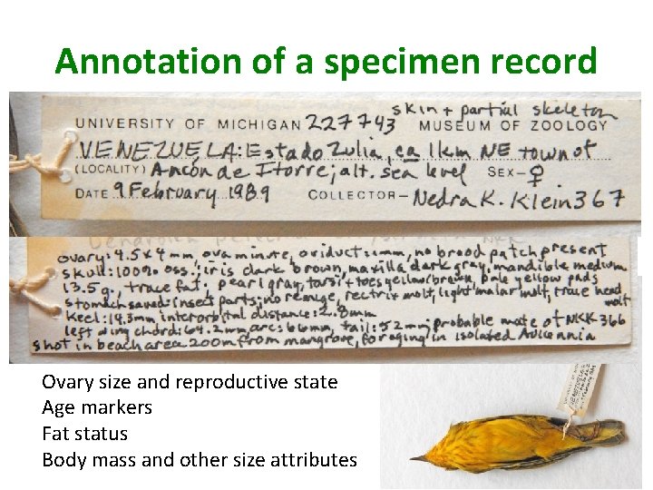 Annotation of a specimen record Ovary size and reproductive state Age markers Fat status