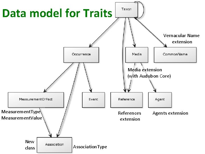 Data model for Traits Vernacular Name extension Media extension (with Audubon Core) Measurement. Type