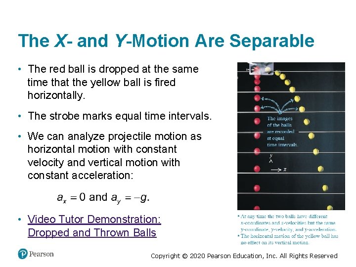 The X- and Y-Motion Are Separable • The red ball is dropped at the