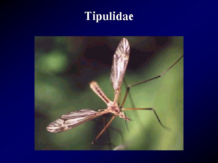 Tipulidae 