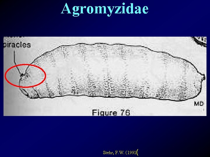 Agromyzidae Stehr, F. W. (1991( 