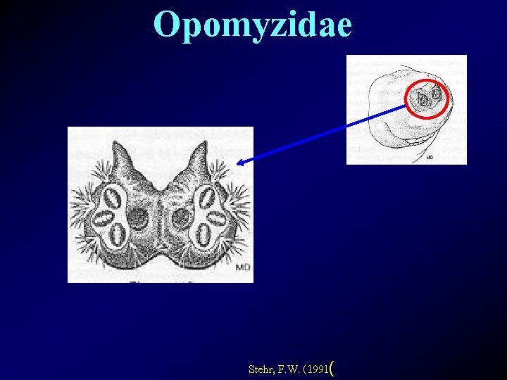 Opomyzidae Stehr, F. W. (1991( 