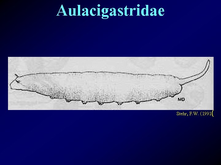 Aulacigastridae Stehr, F. W. (1991( 