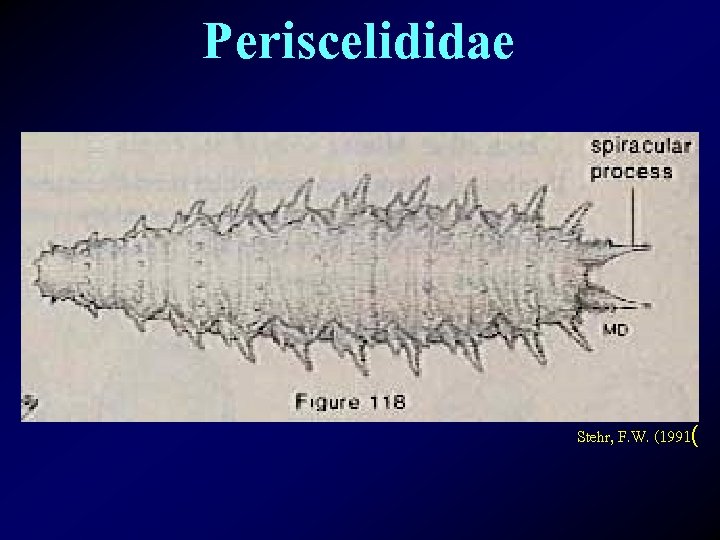 Periscelididae Stehr, F. W. (1991( 