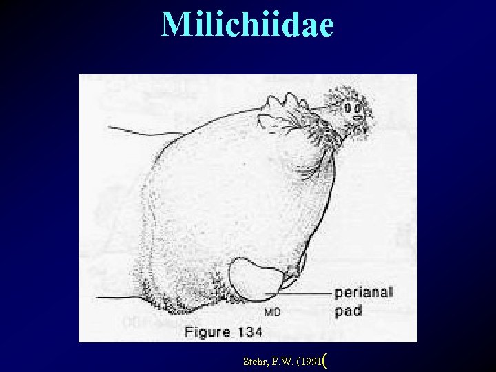 Milichiidae Stehr, F. W. (1991( 