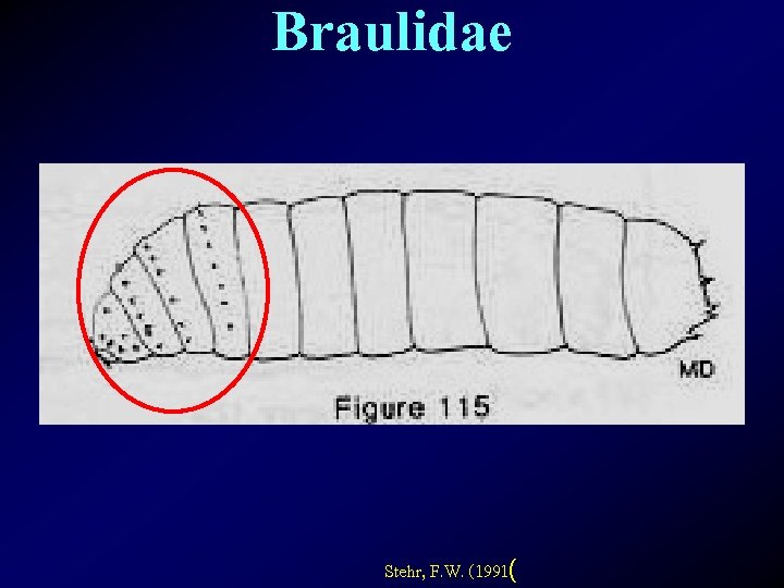 Braulidae Stehr, F. W. (1991( 