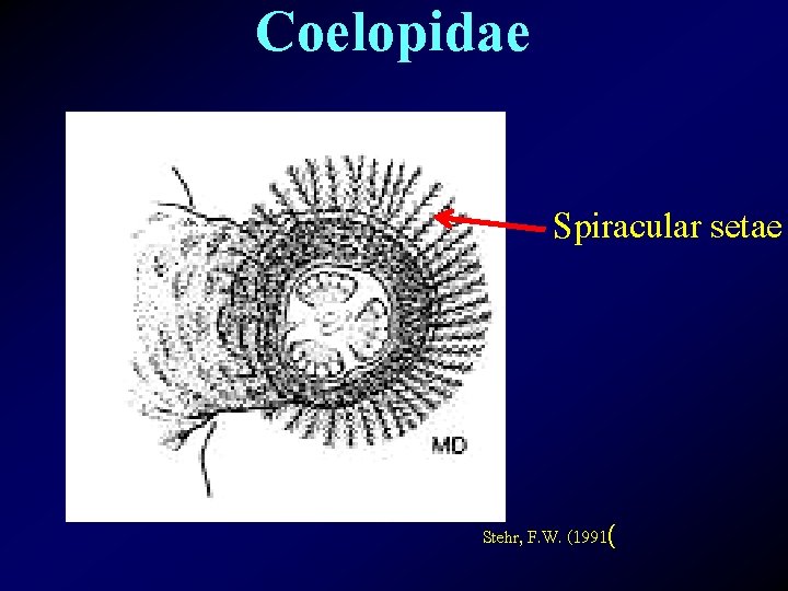 Coelopidae Spiracular setae Stehr, F. W. (1991( 