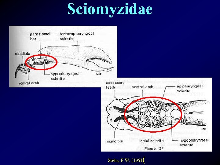 Sciomyzidae Stehr, F. W. (1991( 