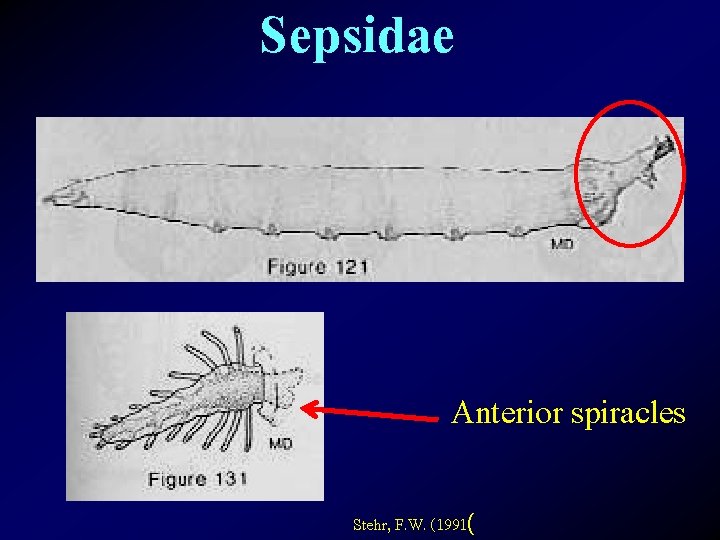 Sepsidae Anterior spiracles Stehr, F. W. (1991( 