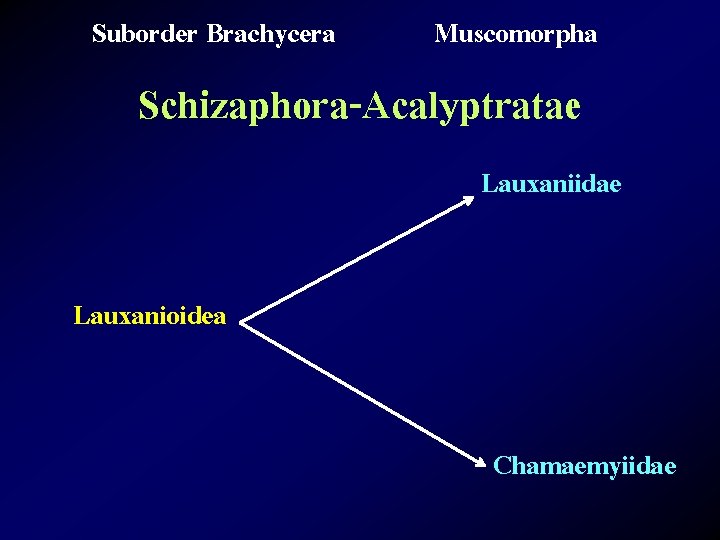 Suborder Brachycera Muscomorpha Schizaphora-Acalyptratae Lauxaniidae Lauxanioidea Chamaemyiidae 