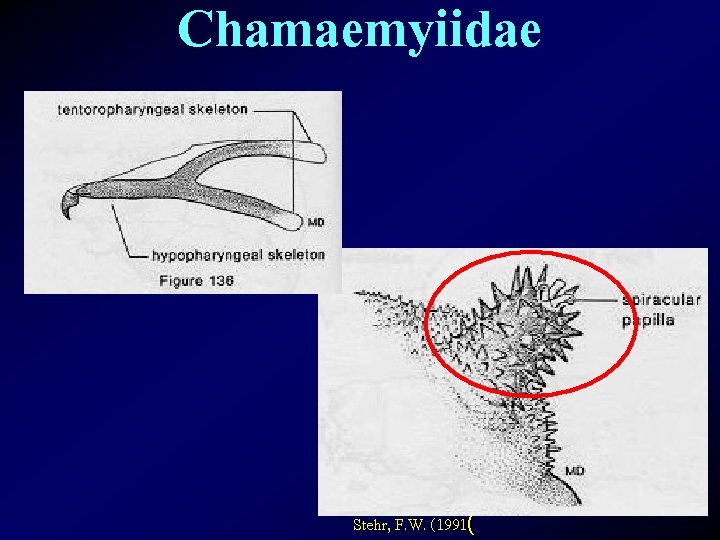 Chamaemyiidae Stehr, F. W. (1991( 