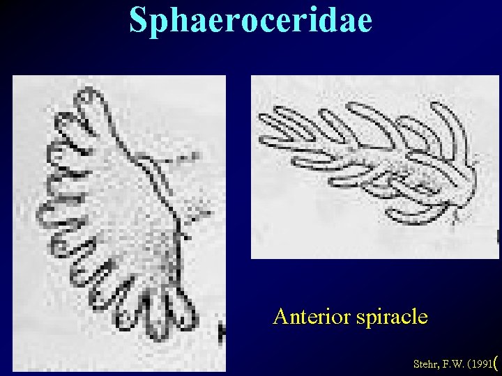 Sphaeroceridae Anterior spiracle Stehr, F. W. (1991( 