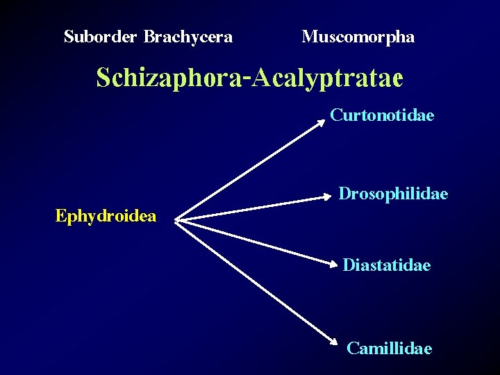 Suborder Brachycera Muscomorpha Schizaphora-Acalyptratae Curtonotidae Ephydroidea Drosophilidae Diastatidae Camillidae 