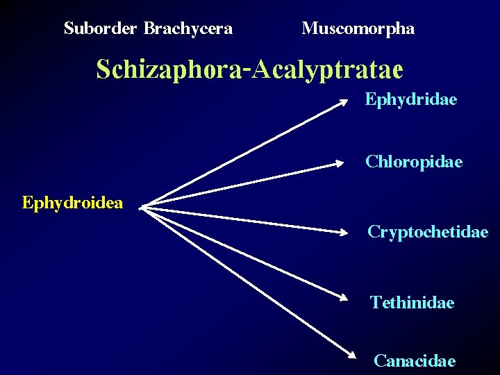 Suborder Brachycera Muscomorpha Schizaphora-Acalyptratae Ephydridae Chloropidae Ephydroidea Cryptochetidae Tethinidae Canacidae 