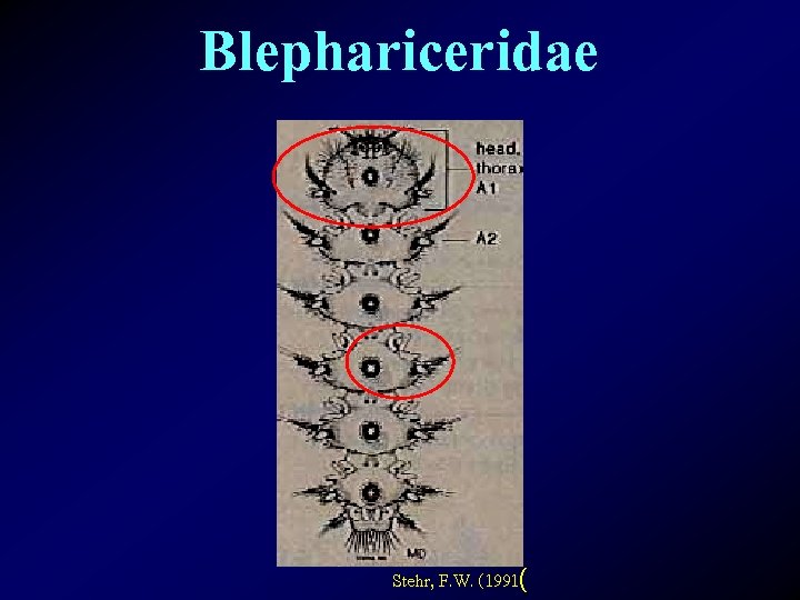 Blephariceridae Stehr, F. W. (1991( 