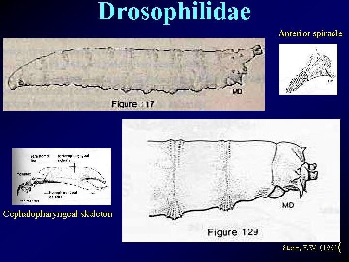 Drosophilidae Anterior spiracle Cephalopharyngeal skeleton Stehr, F. W. (1991( 