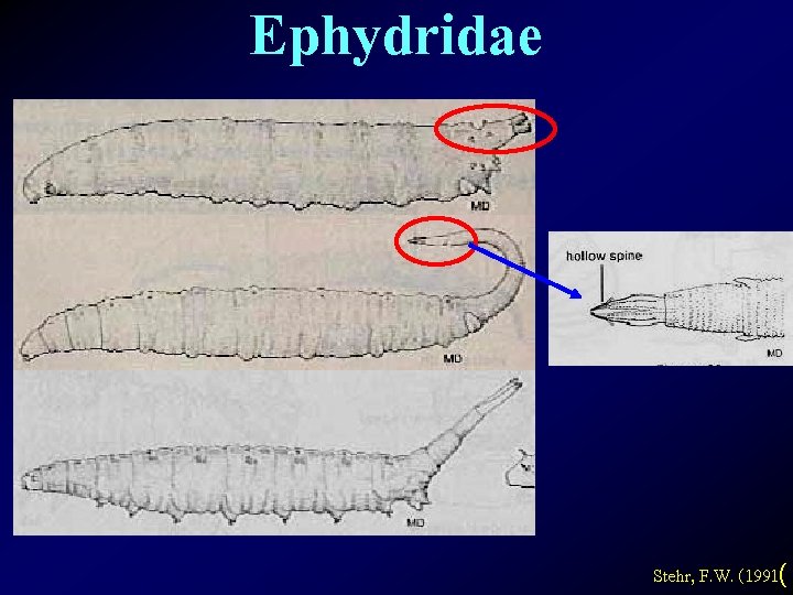Ephydridae Stehr, F. W. (1991( 