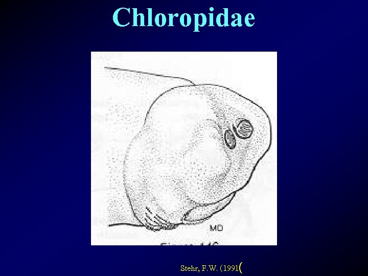 Chloropidae Stehr, F. W. (1991( 