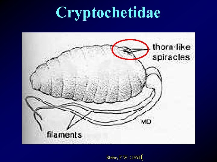 Cryptochetidae Stehr, F. W. (1991( 