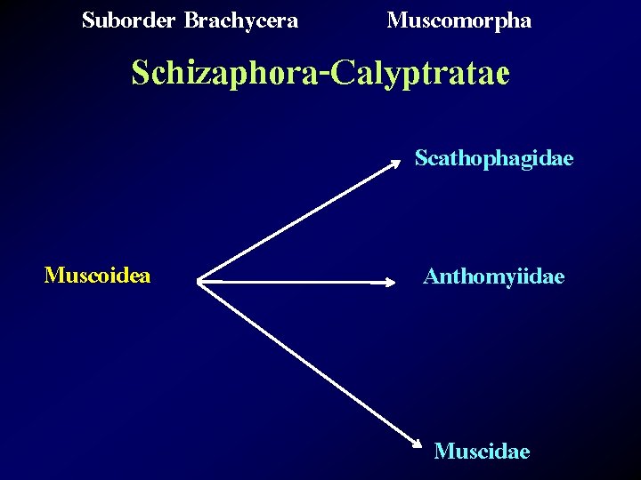 Suborder Brachycera Muscomorpha Schizaphora-Calyptratae Scathophagidae Muscoidea Anthomyiidae Muscidae 