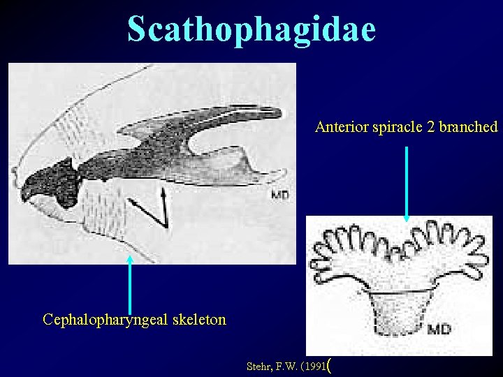 Scathophagidae Anterior spiracle 2 branched Cephalopharyngeal skeleton Stehr, F. W. (1991( 