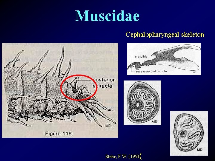 Muscidae Cephalopharyngeal skeleton Stehr, F. W. (1991( 