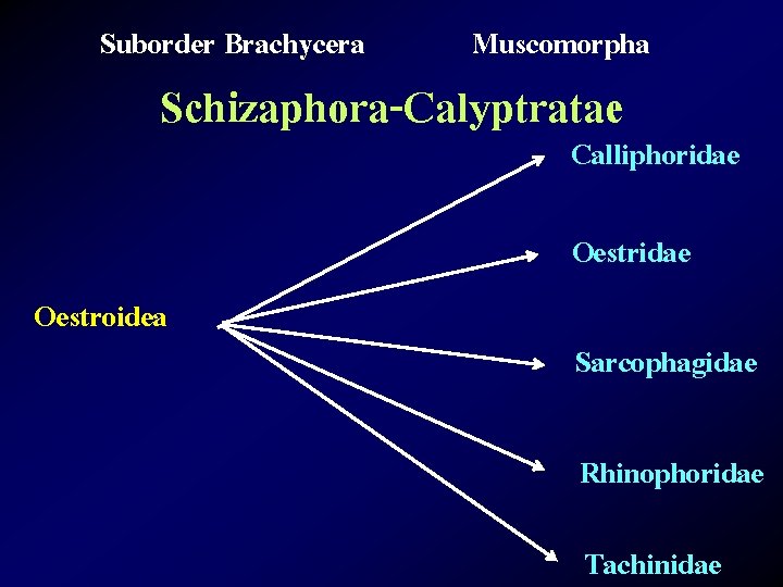 Suborder Brachycera Muscomorpha Schizaphora-Calyptratae Calliphoridae Oestroidea Sarcophagidae Rhinophoridae Tachinidae 