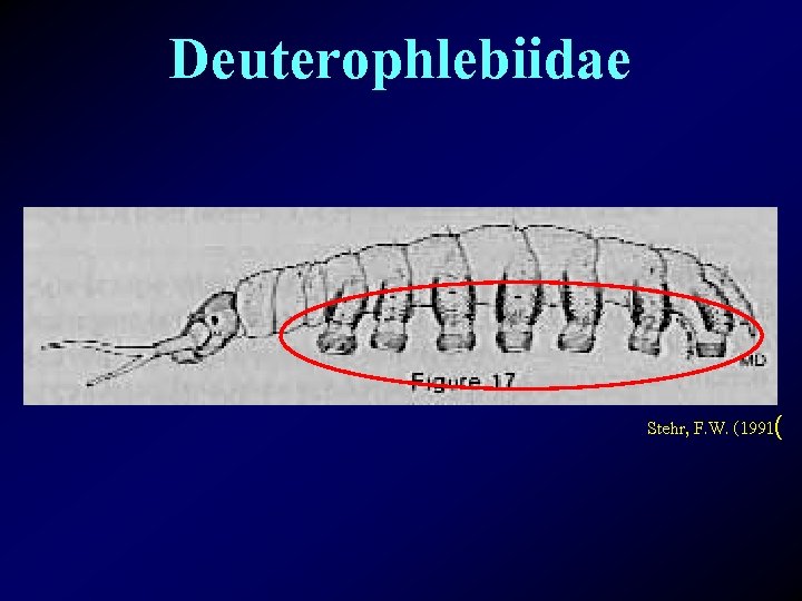 Deuterophlebiidae Stehr, F. W. (1991( 