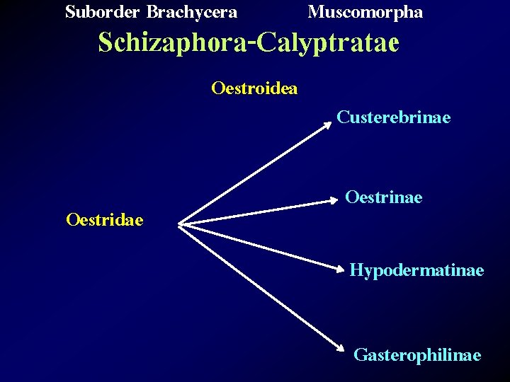 Suborder Brachycera Muscomorpha Schizaphora-Calyptratae Oestroidea Oestridae Custerebrinae Oestrinae Hypodermatinae Gasterophilinae 