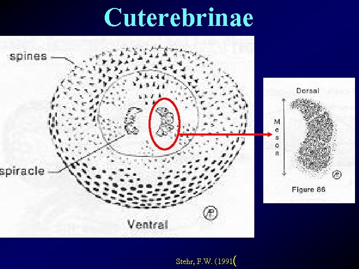 Cuterebrinae Stehr, F. W. (1991( 