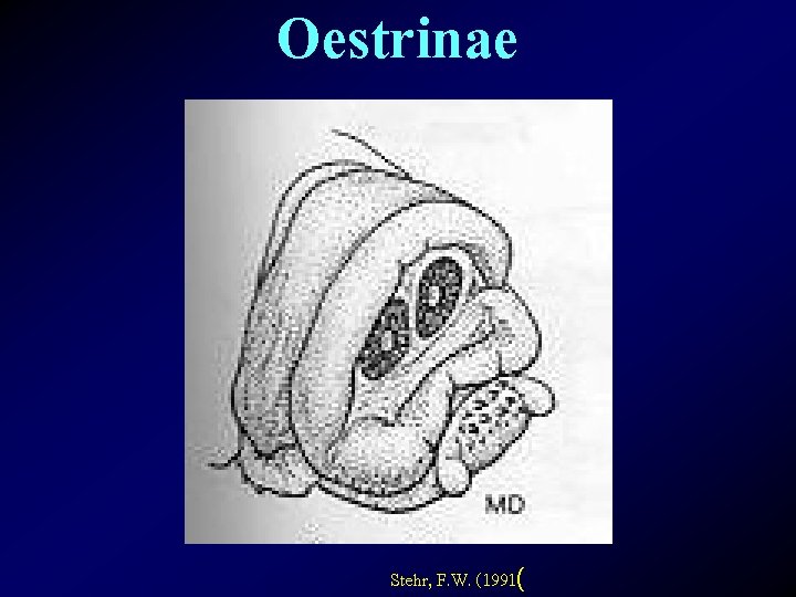 Oestrinae Stehr, F. W. (1991( 