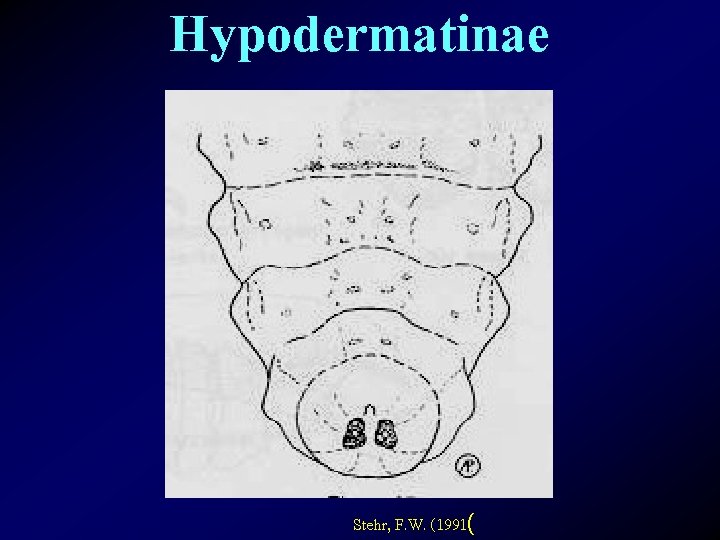 Hypodermatinae Stehr, F. W. (1991( 