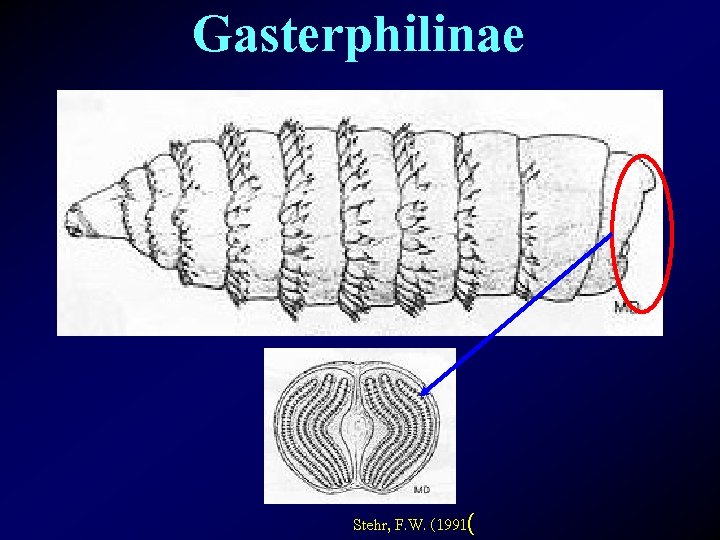 Gasterphilinae Stehr, F. W. (1991( 