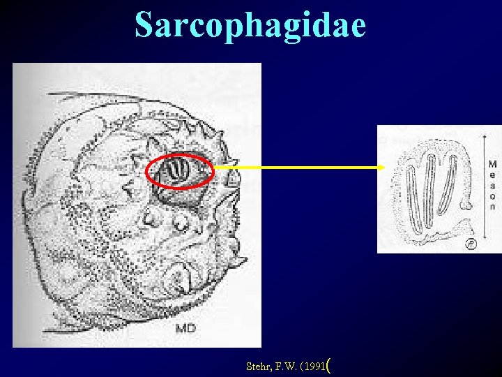 Sarcophagidae Stehr, F. W. (1991( 