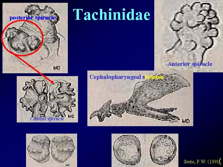 posterior spiracle Tachinidae Anterior spiracle Cephalopharyngeal skeleton Caudal spiracle Stehr, F. W. (1991( 