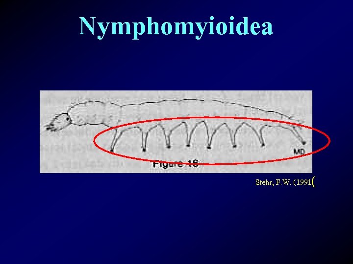 Nymphomyioidea Stehr, F. W. (1991( 