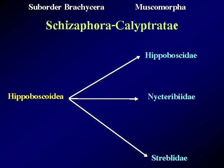 Suborder Brachycera Muscomorpha Schizaphora-Calyptratae Hippoboscidae Hippoboscoidea Nycteribiidae Streblidae 