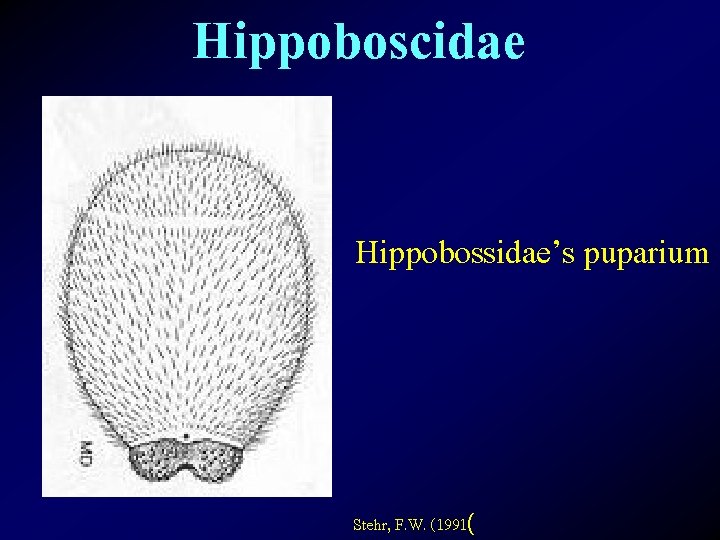 Hippoboscidae Hippobossidae’s puparium Stehr, F. W. (1991( 