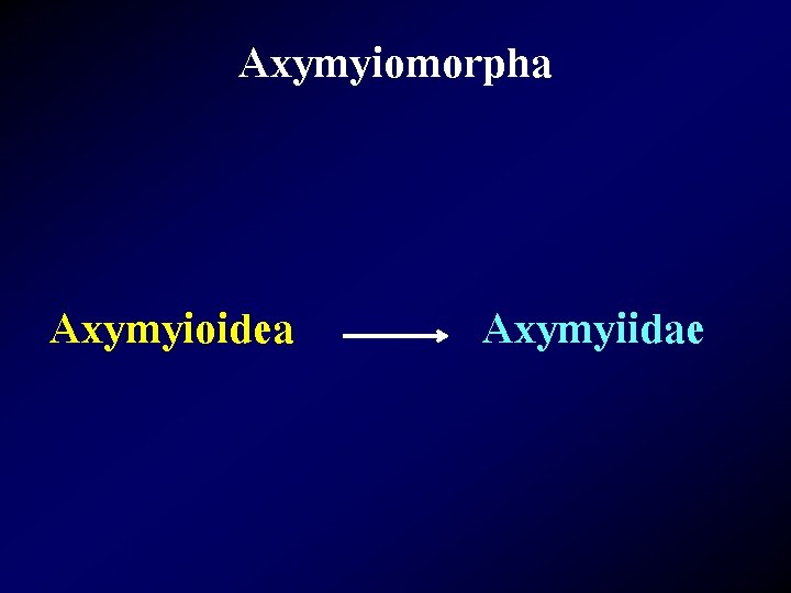 Axymyiomorpha Axymyioidea Axymyiidae 
