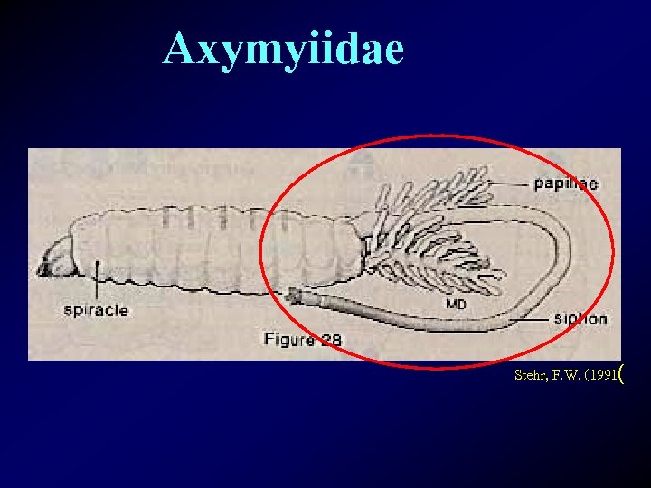 Axymyiidae Stehr, F. W. (1991( 