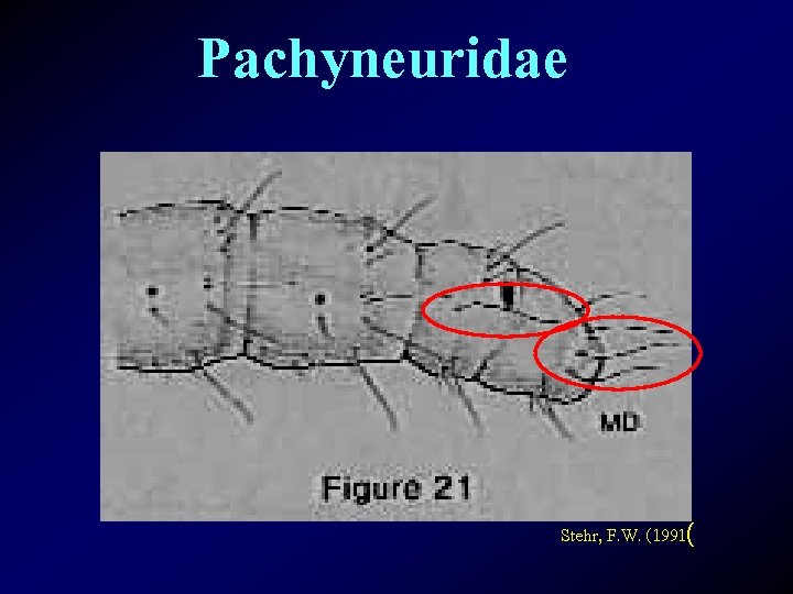 Pachyneuridae Stehr, F. W. (1991( 