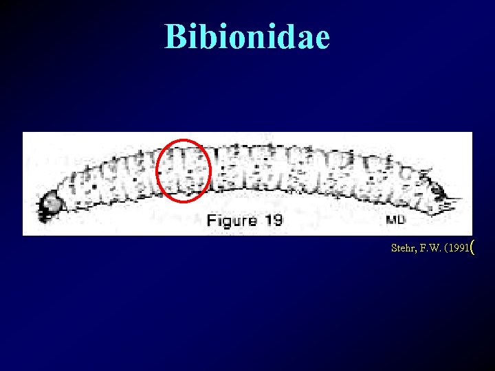 Bibionidae Stehr, F. W. (1991( 